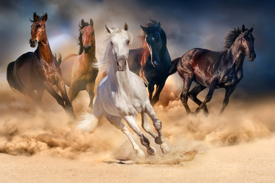 Fototapeta Horse herd run in desert sand storm against dramatic sky