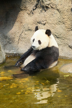 Fototapeta Giant panda sitting in water