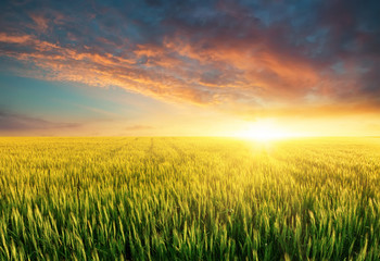 Fototapety  Złożony podczas jasnego zachodu słońca. Krajobraz rolniczy w okresie letnim