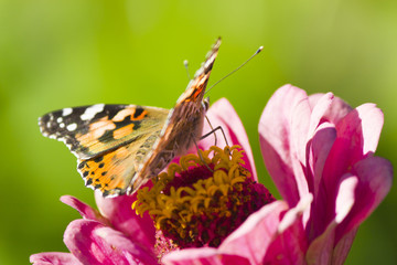 Butterfly on a flower