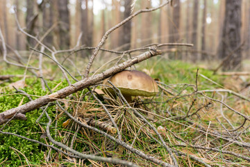 Pilz