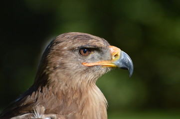aigle