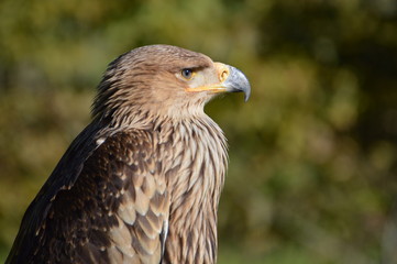 aigle