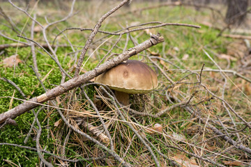 Steinpilz