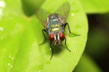 Fly insect