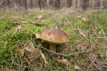 Steinpilz