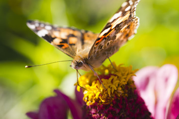 Butterfly on a flower