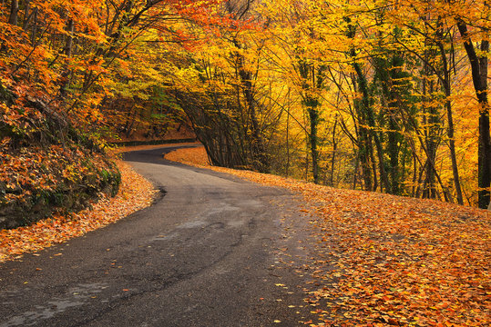 Fototapeta Road in autumn forest. Autumn landscape  