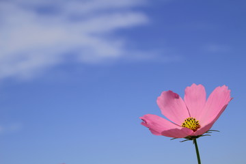 コスモスと青空