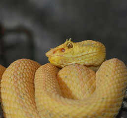 Greifschwanzlanzenotter