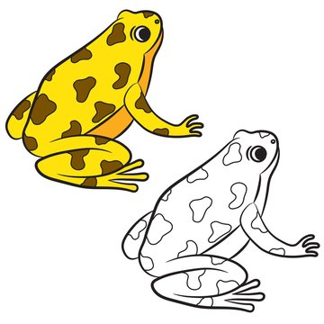 Cartoon of Poison-Dart Frog. Coloring page. Vector
