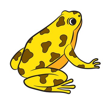 Cartoon of Poison-Dart Frog. Vector
