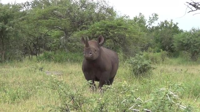 Black Rhino walks towards camera and then does a little mock charge in the African bush veld.