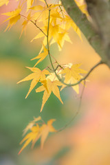 黄色く染まったもみじ