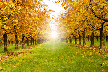 Herbstliche Bäume im sonnenlicht - obrazy, fototapety, plakaty