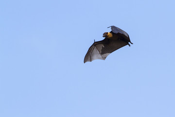Indian Flying-fox in Tissamaharma, Sri Lanka