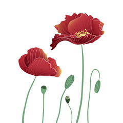 Blooming and budding red Poppy flowers