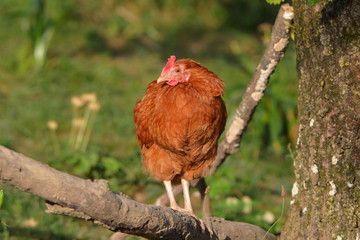 Glückliches Landhuhn