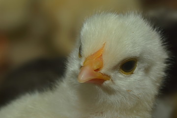 Hühnerküken