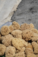 natural sea sponge