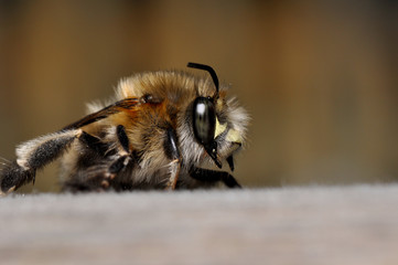 Kleine Hummel