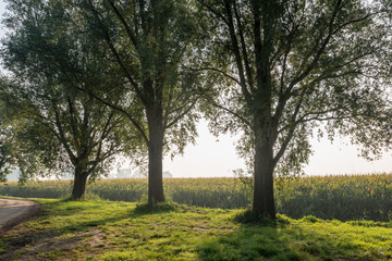 Fototapeta na wymiar Backlit shot of three trees in the roudside