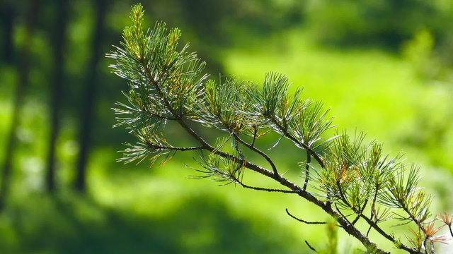 Siberian cedar branch closeup
