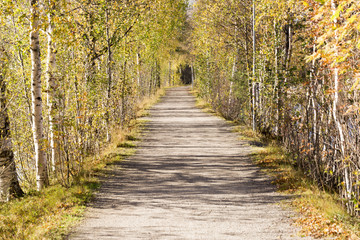 Naklejka premium Alley of Trees in Umeå, Sweden