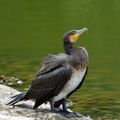 Kormoran