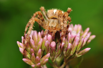 Kreuzspinne