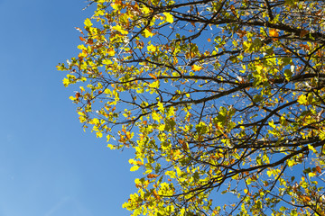  autumnal oak tree