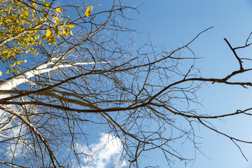 Tree branch with lichen useful  