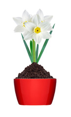White and yellow color daffodil in ground in red pot isolated on