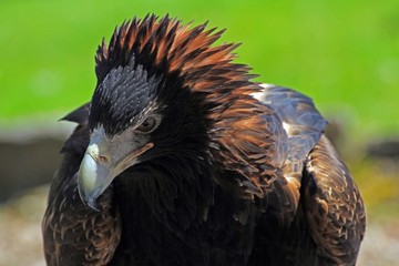Greifvogel