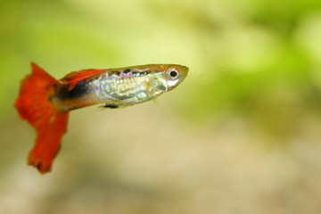 Guppy   (Poecilia reticulata)