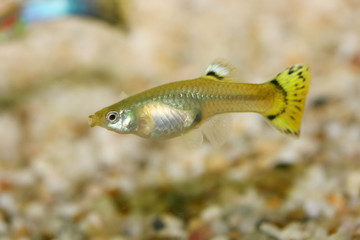 Guppy   (Poecilia reticulata)