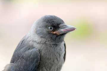 Jackdaw staring, close-up, side view