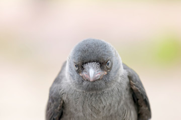 Jackdaw staring, close-up, front view