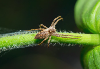 Spider