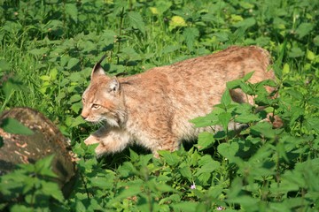 Eurasischer Luchs © miracupix