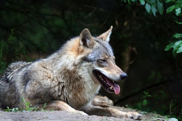 Wolf ruht