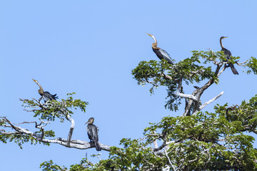 Oriental Darter in Tissa wewa, Sri Lanka
