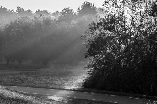 Fototapeta Sun rays falling through trees in Autumn in black and white