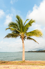 coconut plam on the beach
