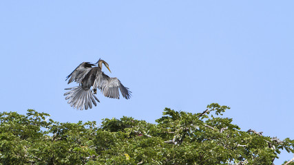 Oriental Darter in Tissa wewa, Sri Lanka