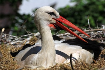 Storch