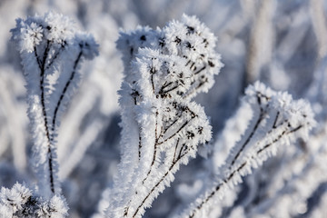 winter abstraction