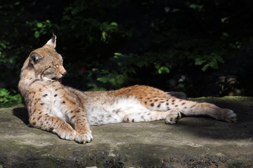 Eurasischer Luchs