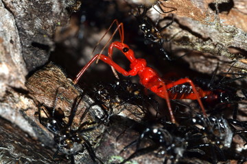 脱皮直後のヨコヅナサシガメ