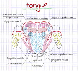 illustration of the structure human tongue